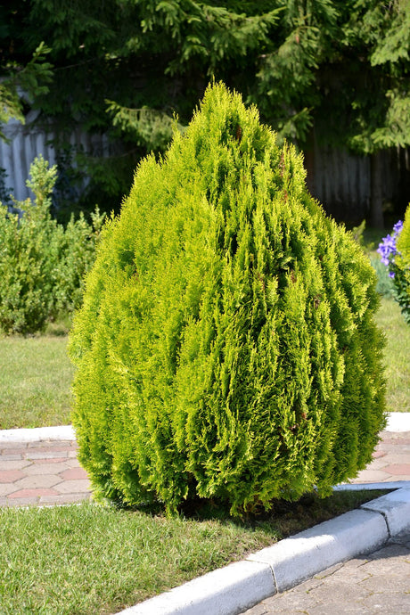 Golden Biota - Thuja orientalis 'Nana Aurea' - Brisbane Plant Nursery