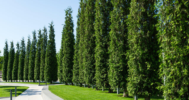 Western Red Cedar - Thuja plicata - Brisbane Plant Nursery