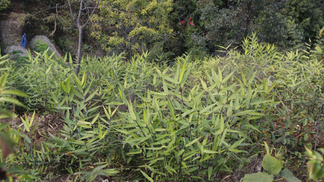 Tiger Grass - Thysanolaena maxima - Brisbane Plant Nursery