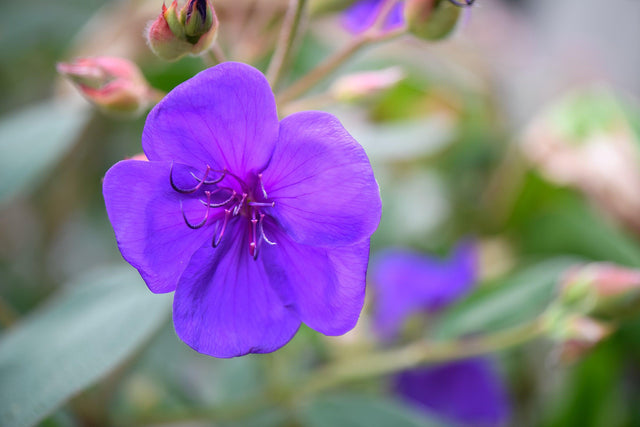 Jazzie Tibouchina - Tibouchina 'Jazzie' - Brisbane Plant Nursery