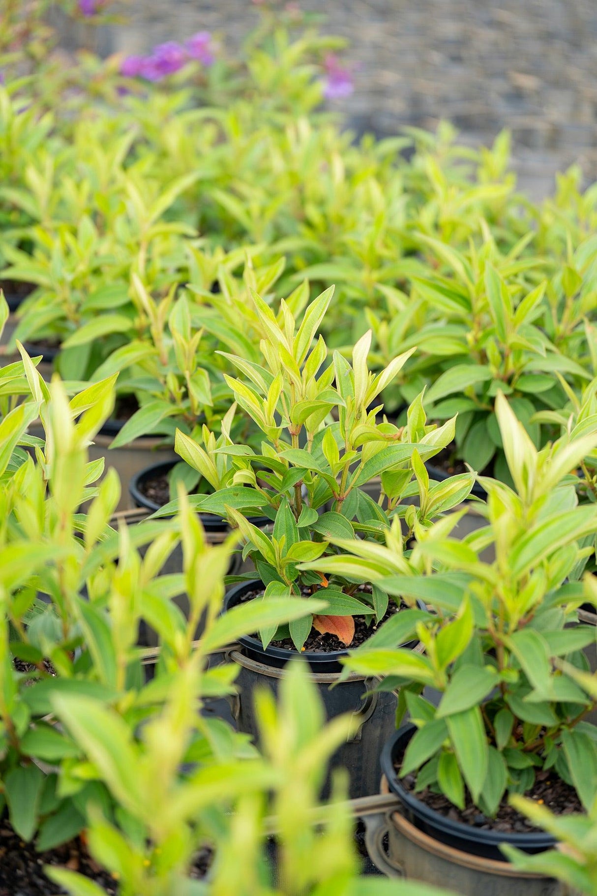 Alstonville Tibouchina - Tibouchina lepidota 'Alstonville' - Brisbane Plant Nursery