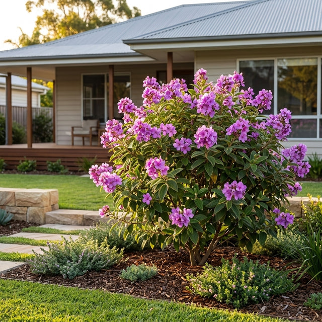 Tibouchina Lilac Time - Tibouchina 'Lilac Time'