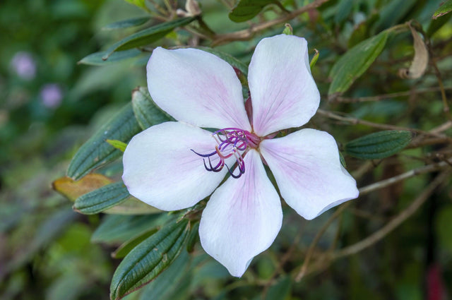 Peace Baby Tibouchina - Tibouchina 'Peace Baby' - Brisbane Plant Nursery