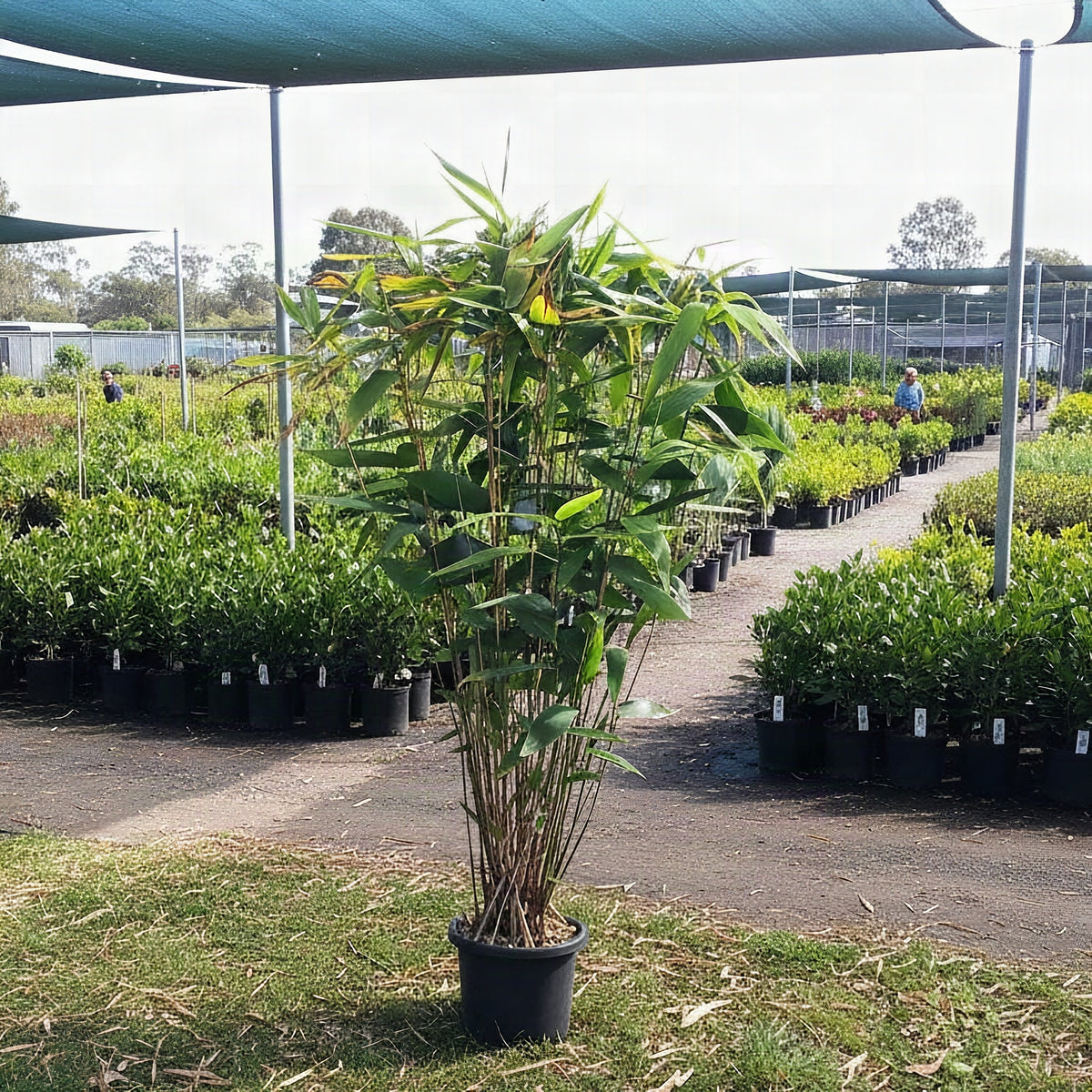 Tiger Grass (Thysanolaena maxima) in a nursery surrounded by rows of potted plants under shade structures, ideal for privacy screening or as a striking feature in any tropical garden.