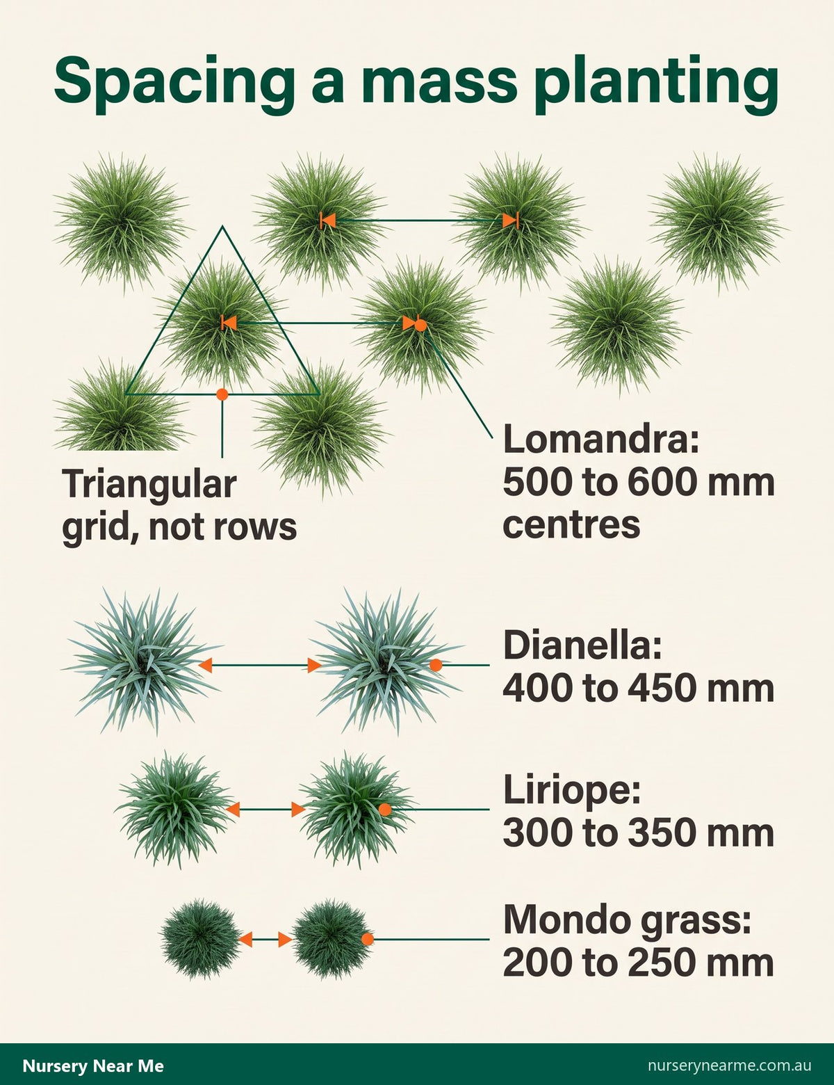 Top-down planting diagram with a triangular grid and spacings for lomandra, dianella, liriope and mondo
