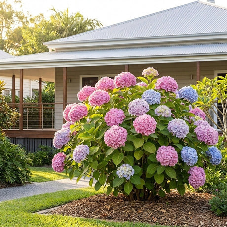 Hydrangea (Hydrangea macrophylla)