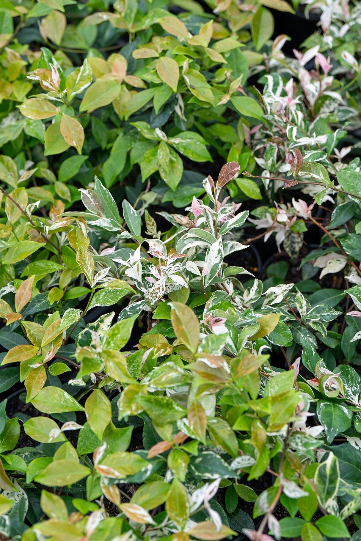 Variegated Jasmine - Trachelospermum jasminoides 'Tricolor' - Brisbane Plant Nursery