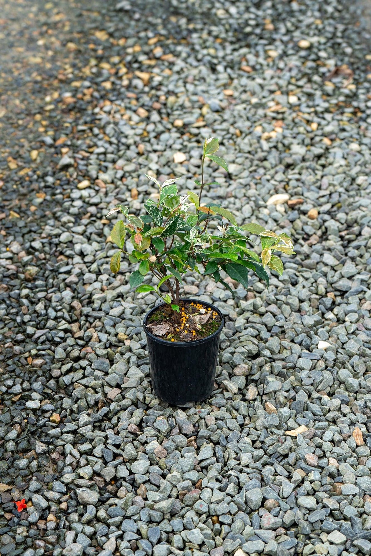 Variegated Jasmine - Trachelospermum jasminoides 'Tricolor' - Brisbane Plant Nursery