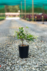 Variegated Jasmine - Trachelospermum jasminoides 'Tricolor' - Brisbane Plant Nursery