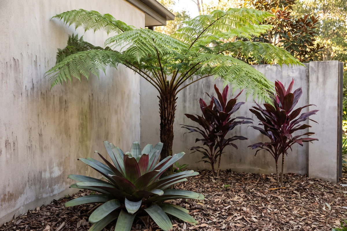 Value Roots Tree Tree Fern Care Guide: Watering, Shade and Planting Tips