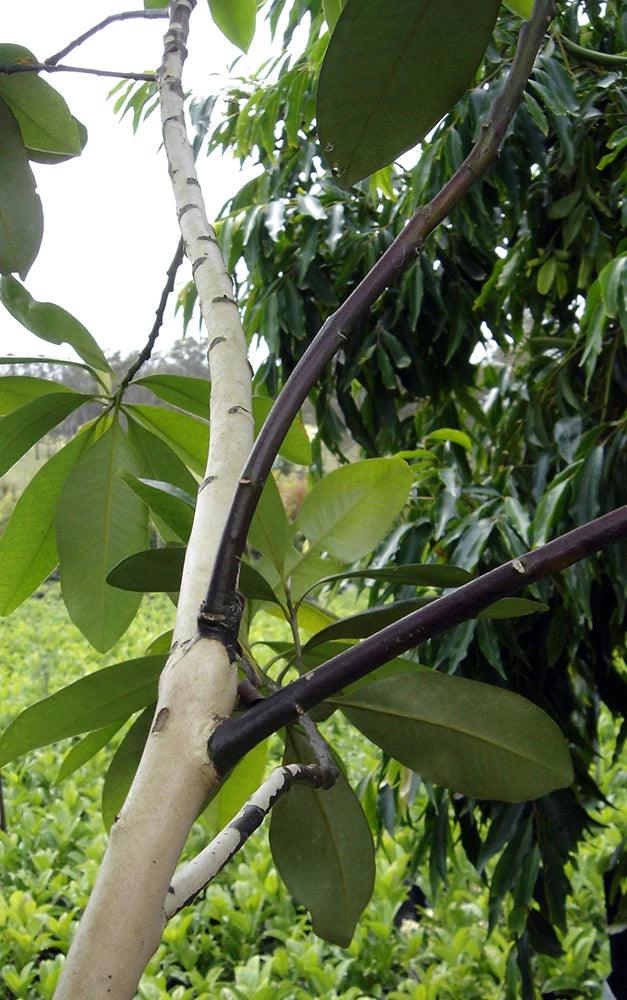 TRISTANIOPSIS laurina Luscious ‘DOW10’ (Water Gum) - Ex Ground - Brisbane Plant Nursery