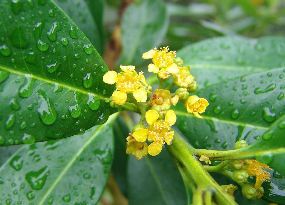 TRISTANIOPSIS laurina Luscious ‘DOW10’ (Water Gum) - Ex Ground - Brisbane Plant Nursery