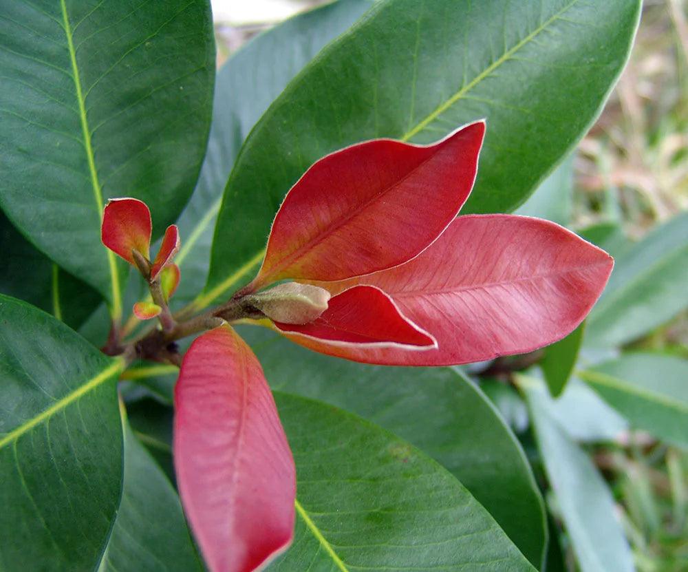 TRISTANIOPSIS laurina Luscious ‘DOW10’ (Water Gum) - Ex Ground - Brisbane Plant Nursery