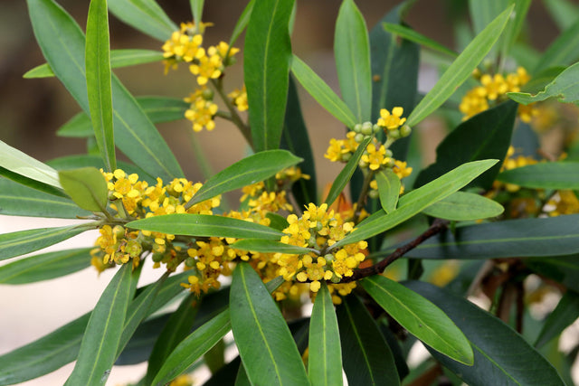 Water Gum Tree - Tristaniopsis laurina - Brisbane Plant Nursery