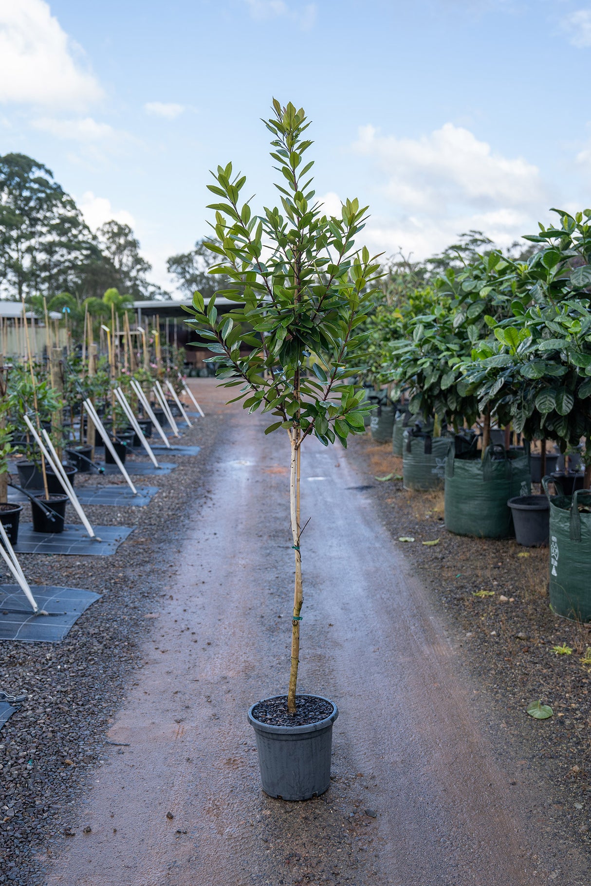 Water Gum Tree - Tristaniopsis laurina - Brisbane Plant Nursery