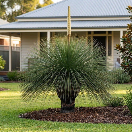 Tufted Grass Tree (Xanthorrhoea semiplana)