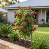 Tulameen Raspberry