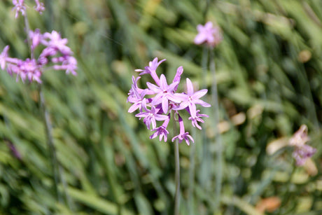 Silver Lace Society Garlic - Tulbaghia violacea 'Silver Lace' - Brisbane Plant Nursery