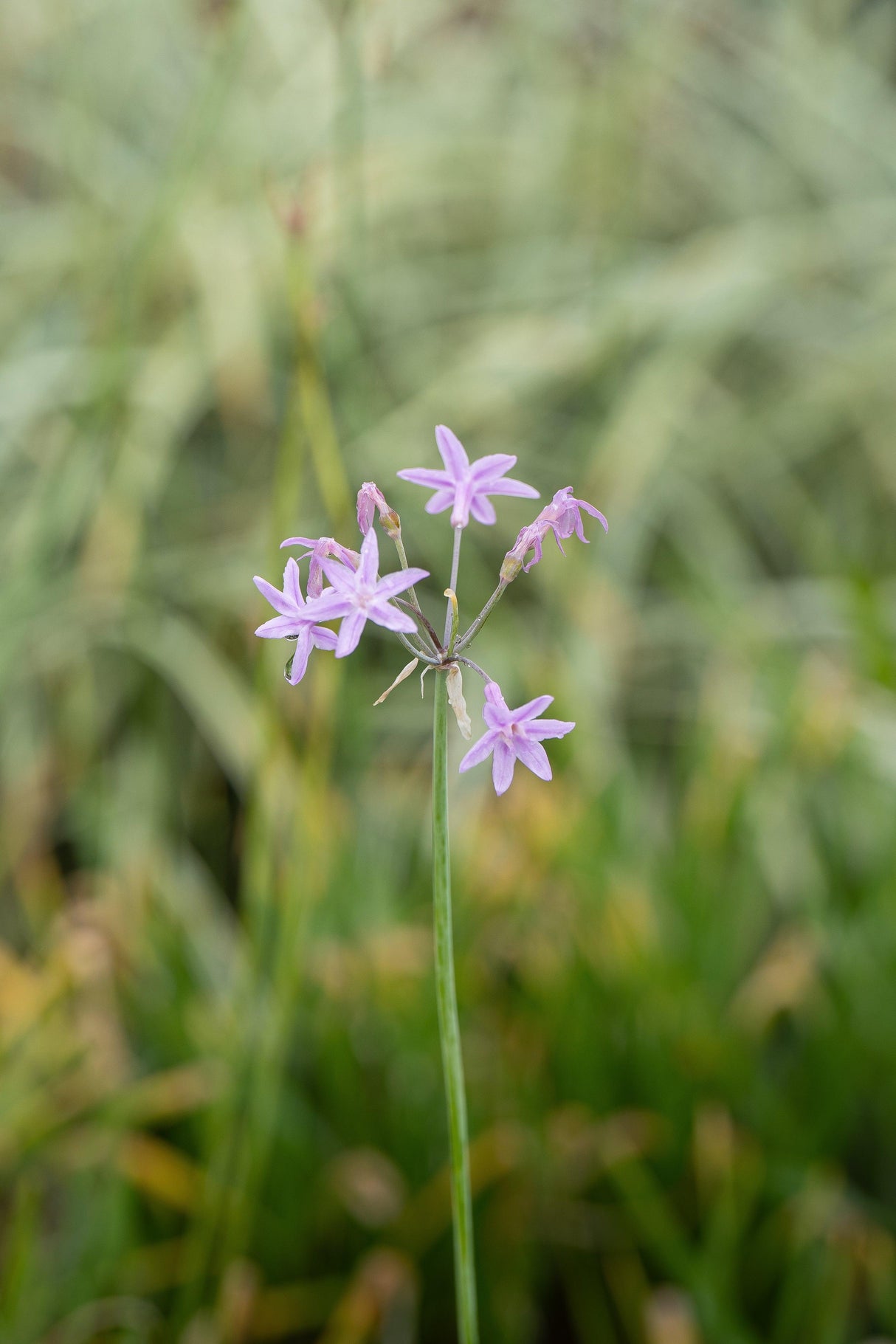 Society Garlic - Tulbaghia violacea - Brisbane Plant Nursery