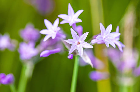 Variegated Society Garlic - Tulbaghia violacea 'Variegata' - Brisbane Plant Nursery