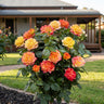 Twister Select Patio Rose