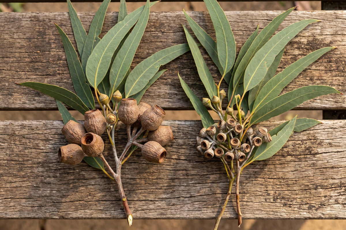 Two eucalypt twigs with matching leaves but different gumnuts, showing why apps misidentify gums