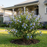 Ugandense Blue Butterfly Bush