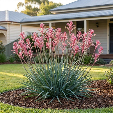Kangaroo Paw (Anigozanthos hybrid)