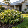 Valley Lights Variegated Star Jasmine