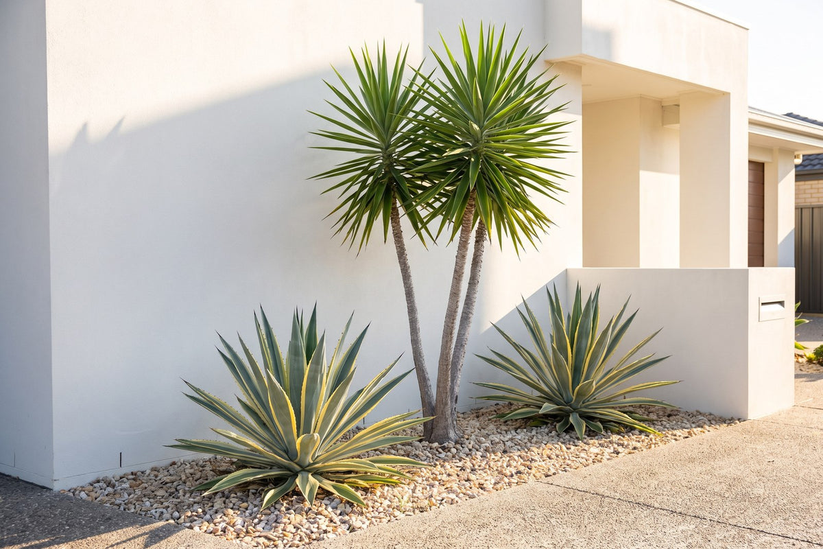 Variegated agaves and a spineless yucca in gravel against a hot west-facing rendered wall
