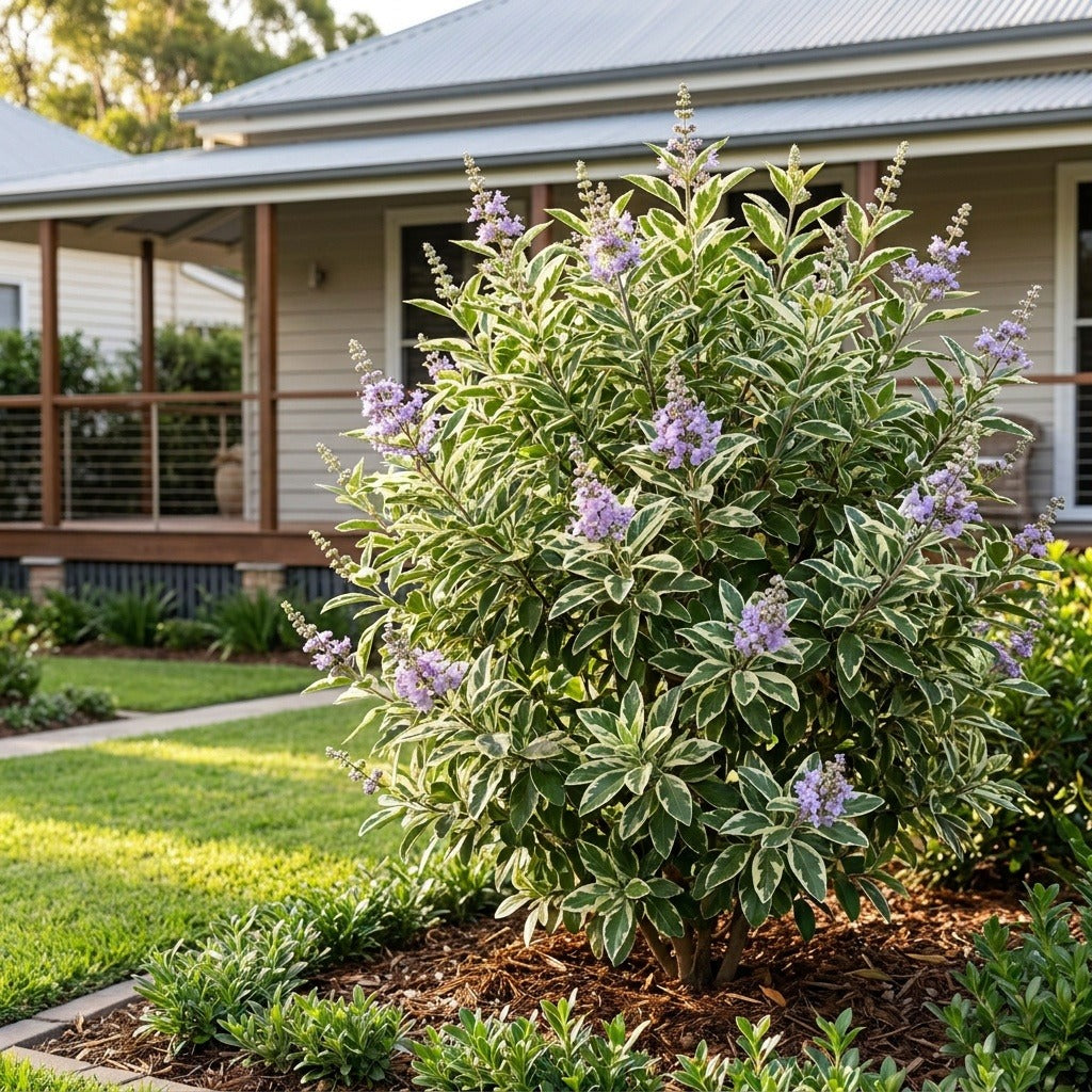 Variegated Chaste Tree