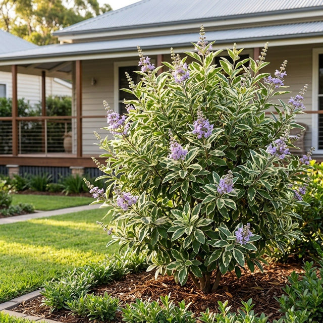 Variegated Chaste Tree