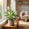 Variegated Peace Lily