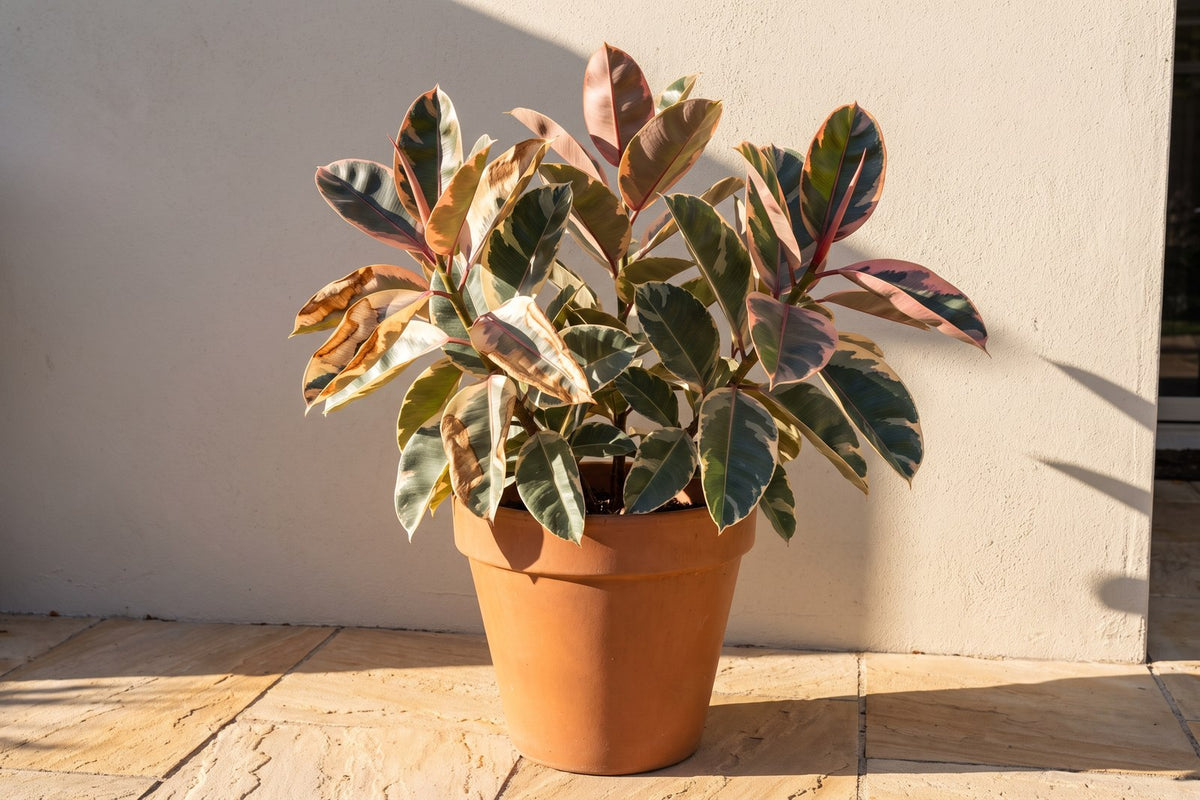 Variegated rubber plant with brown papery sun scorch on the cream parts of its leaves