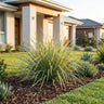 Variegated Tanika™ Lomandra
