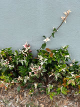 Variegated Jasmine - Trachelospermum jasminoides 'Tricolor'