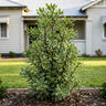 Variegatum Lemonwood