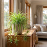 Variegatum Spider Plant