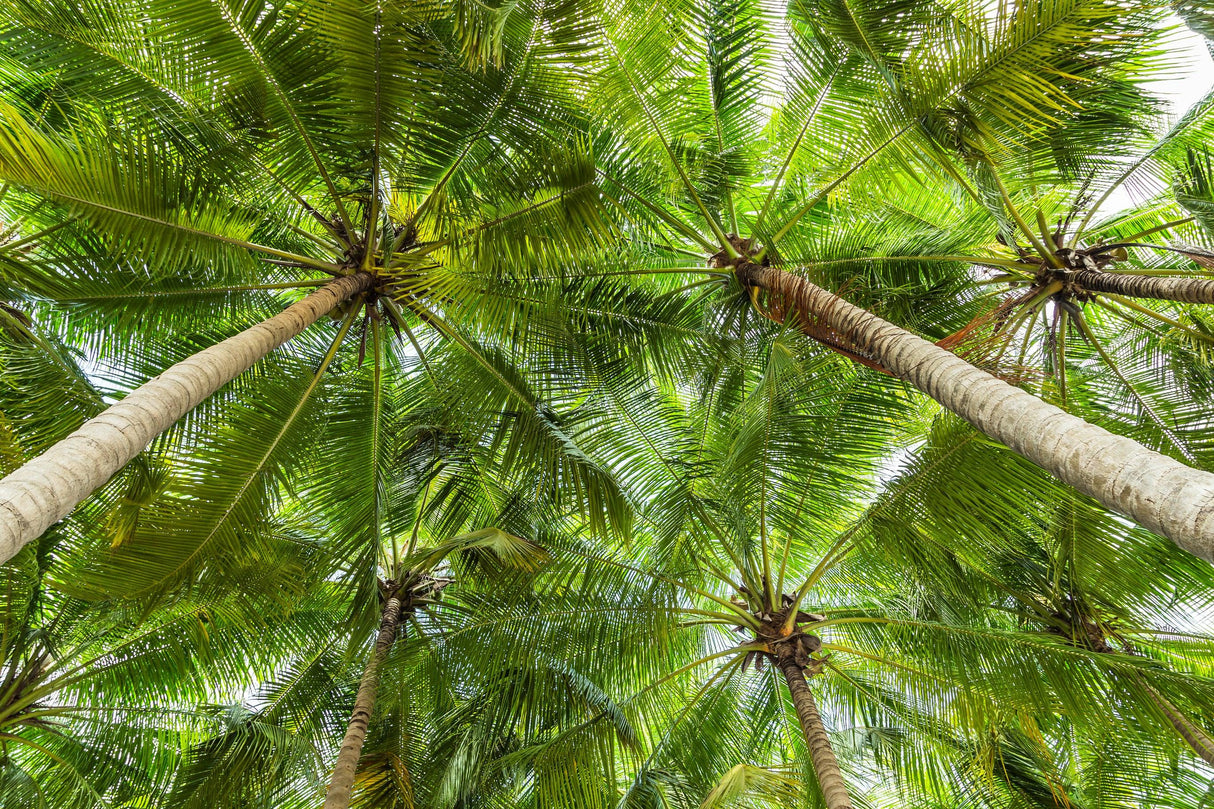 Joannis Palm - Veitchia joannis - Brisbane Plant Nursery