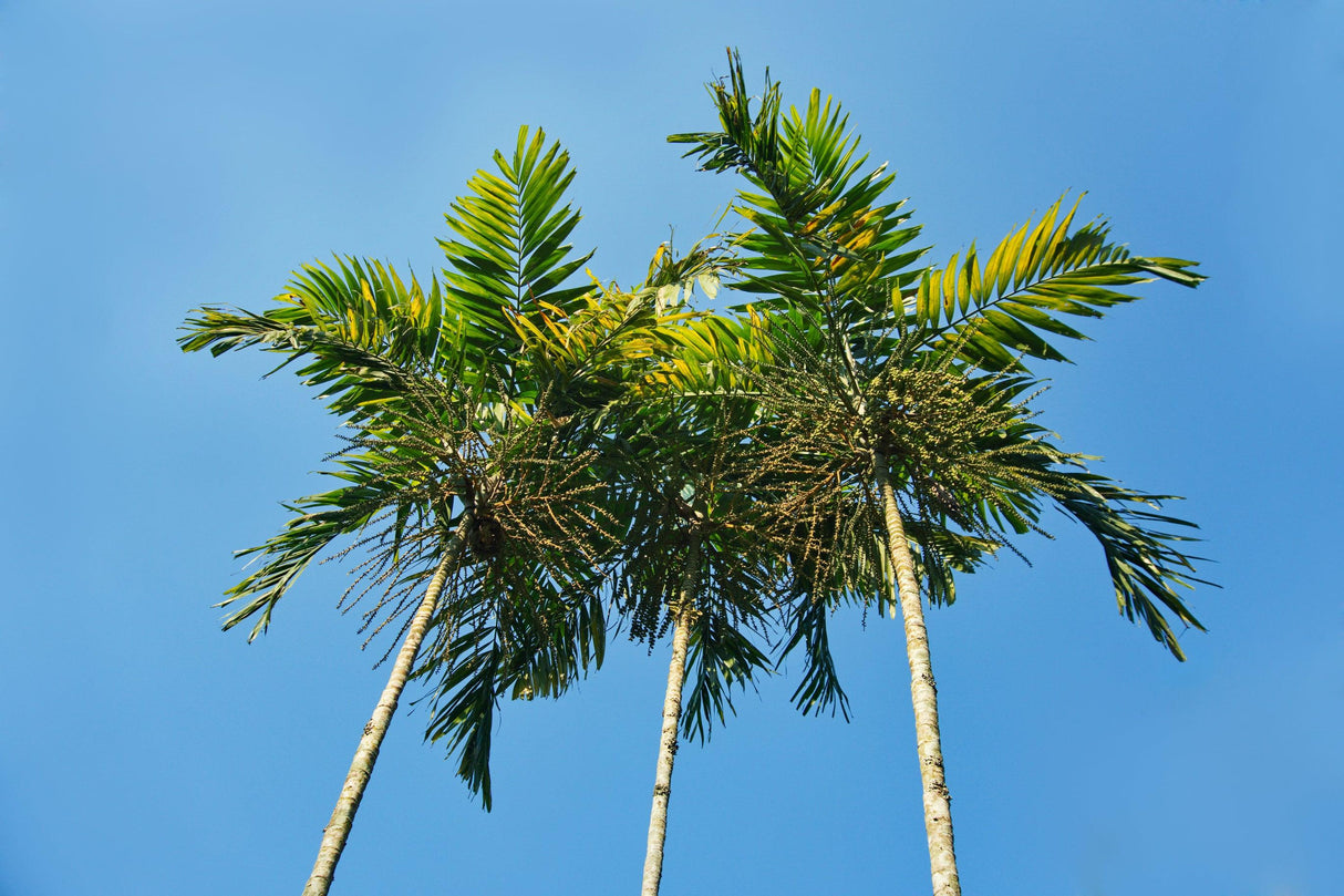 Christmas Palm - Veitchia merrillii - Brisbane Plant Nursery