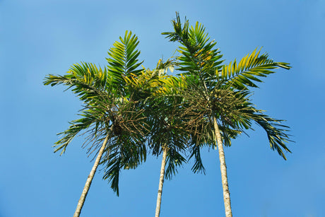 Christmas Palm - Veitchia merrillii - Brisbane Plant Nursery