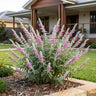 Velour Pink Mexican Sage