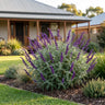 Velour Purple Mexican Sage