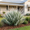 Velour White Mexican Sage