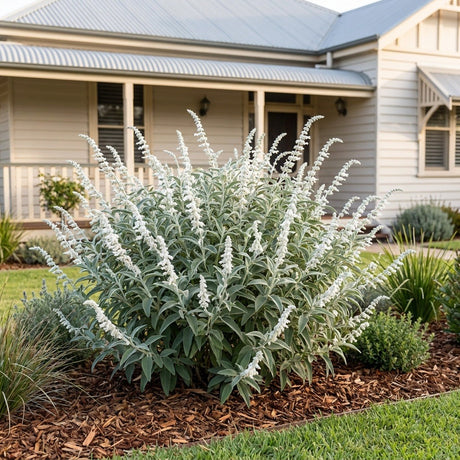 Mexican Sage (Salvia leucantha)