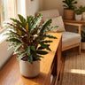 Velvet Calathea