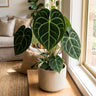 Velvet Cardboard Anthurium