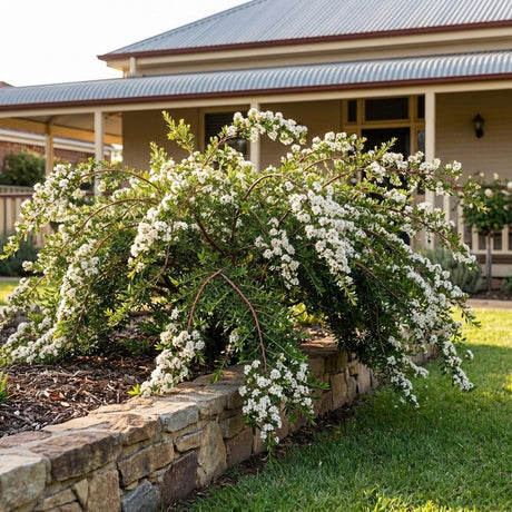 Vertical Drop Tea Tree