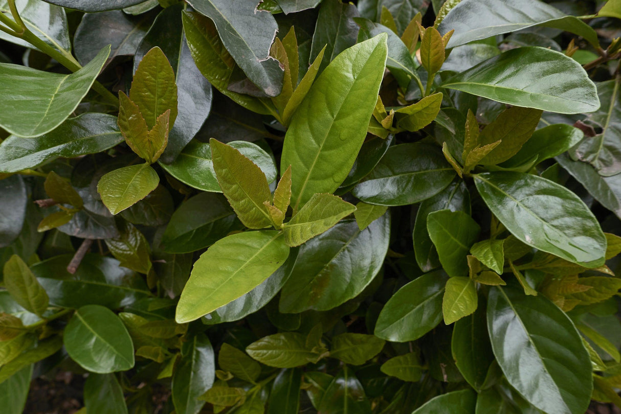 Emerald Lustre Viburnum - Viburnum odoratissimum 'Emerald Lustre' - Brisbane Plant Nursery