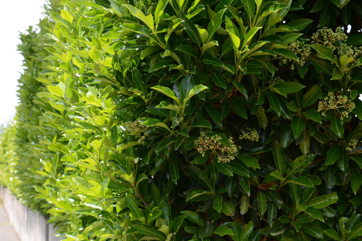 Sweet Viburnum - Viburnum odoratissimum - Brisbane Plant Nursery